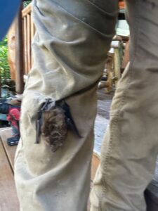 Animal Removal Montpiler